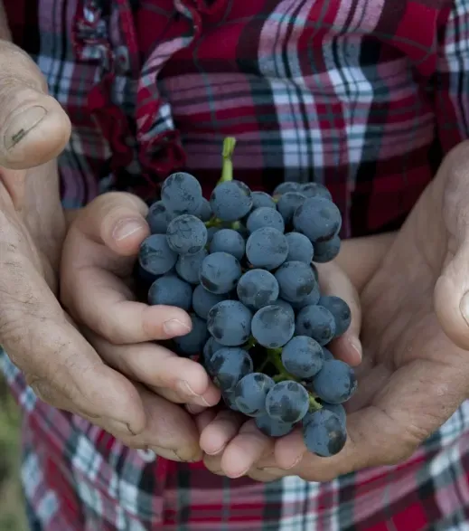 Cantine Povero 5 Sfumature Set 5 Vinuri Nebbiolo Roero Barolo